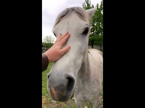 Arabian Horse Helalya / არაბული ცხენი ჰელალია